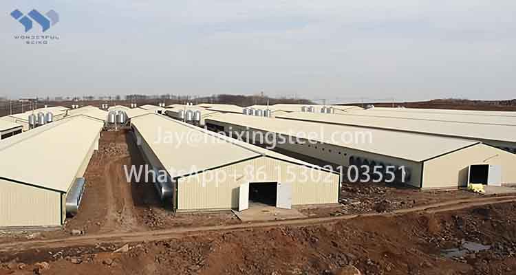 Steel Structure Chicken 